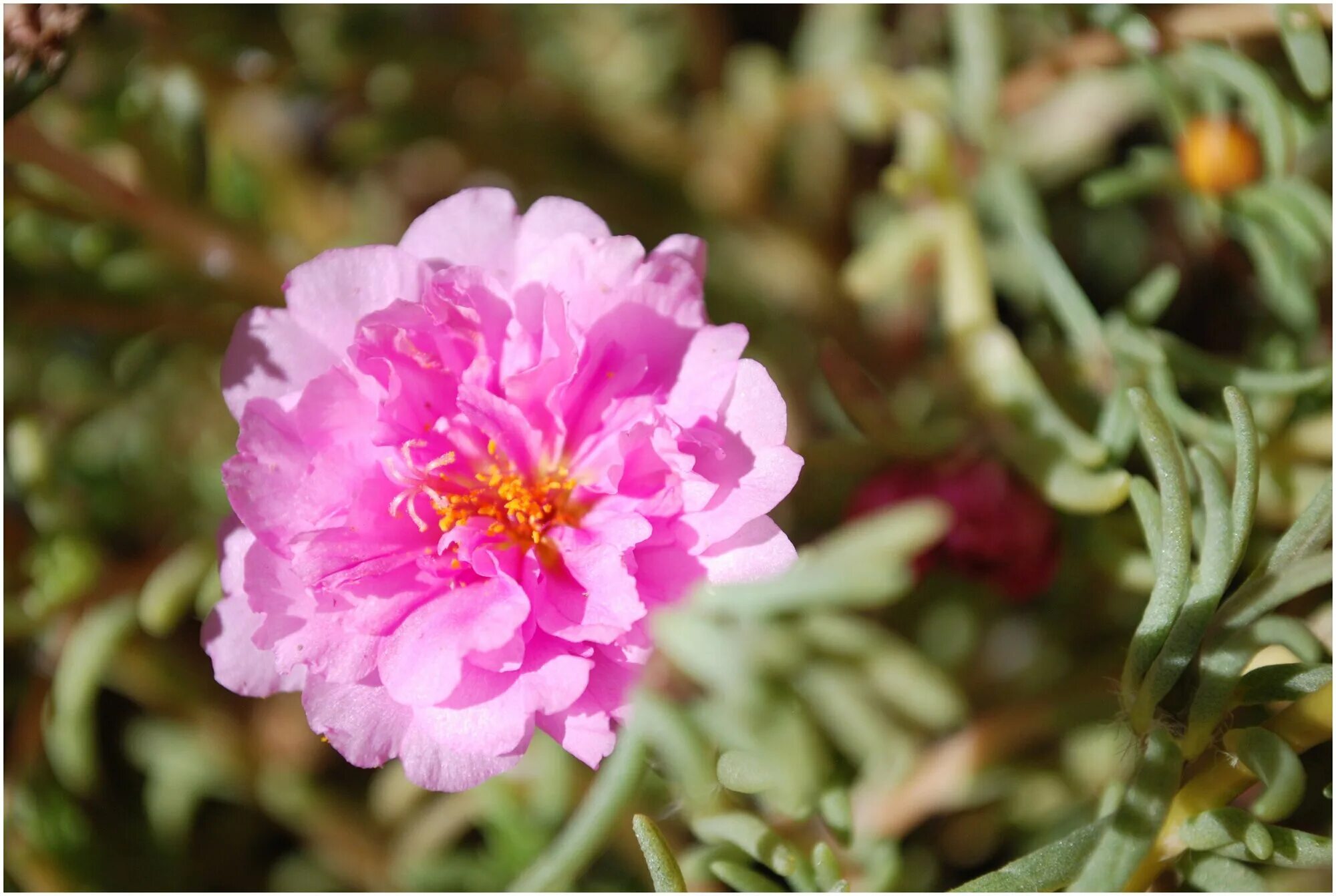 500 Samen Portulakröschen bunter Portulak-Mix Portulaca Grandiflora Balkonblume 