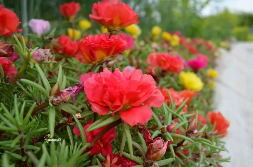 Портулак цветущий фото Портулак посадка и уход в открытом грунте, фото сортов и видео советы