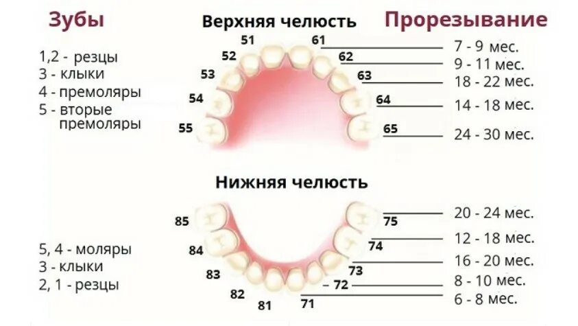 Порядок молочных зубов фото Во сколько месяцев меняются клыки