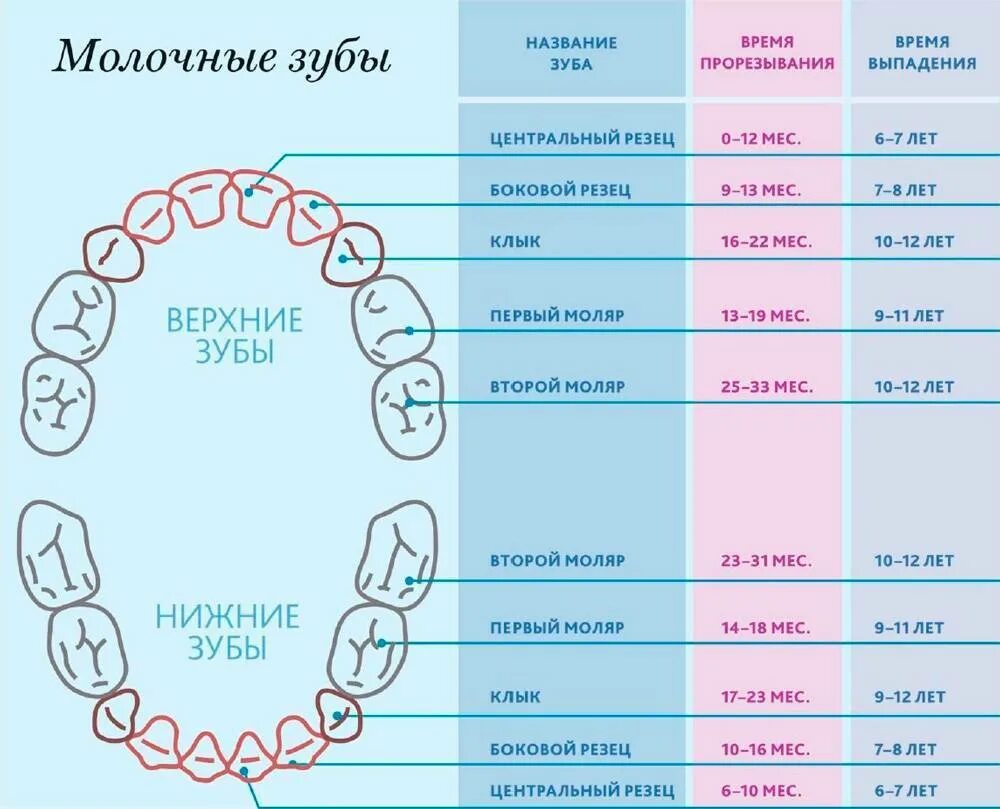 Порядок молочных зубов фото Растут зубки