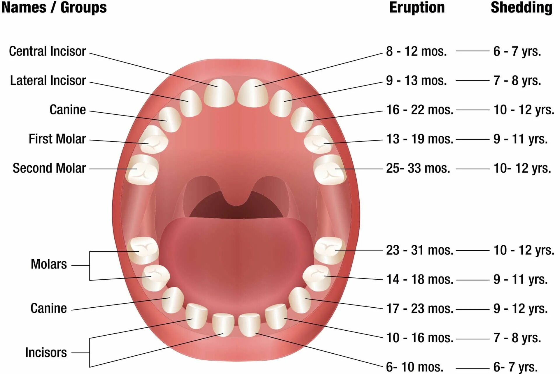 Порядок молочных зубов фото When Do Babies Start Teething? And Other Teething Questions Answered Baby teeth,