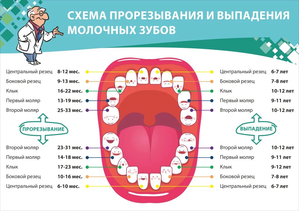 Порядок молочных зубов фото Зуб рб