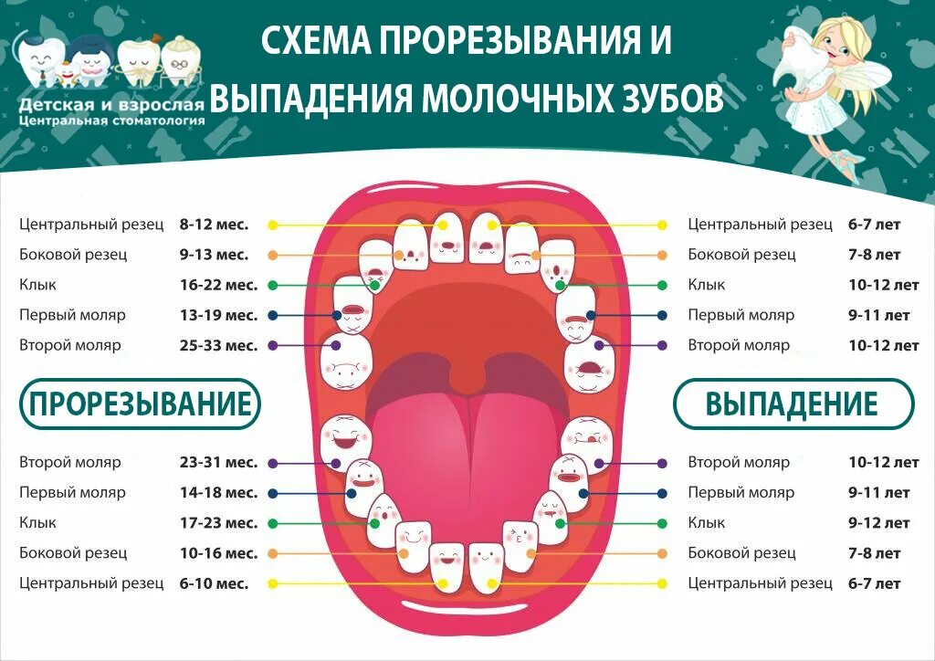 Порядок молочных зубов фото Молочный зуб 7