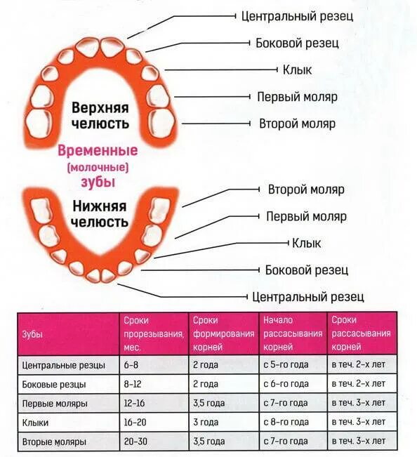 Порядок молочных зубов фото Схема прорезывания зубов молочных зубов