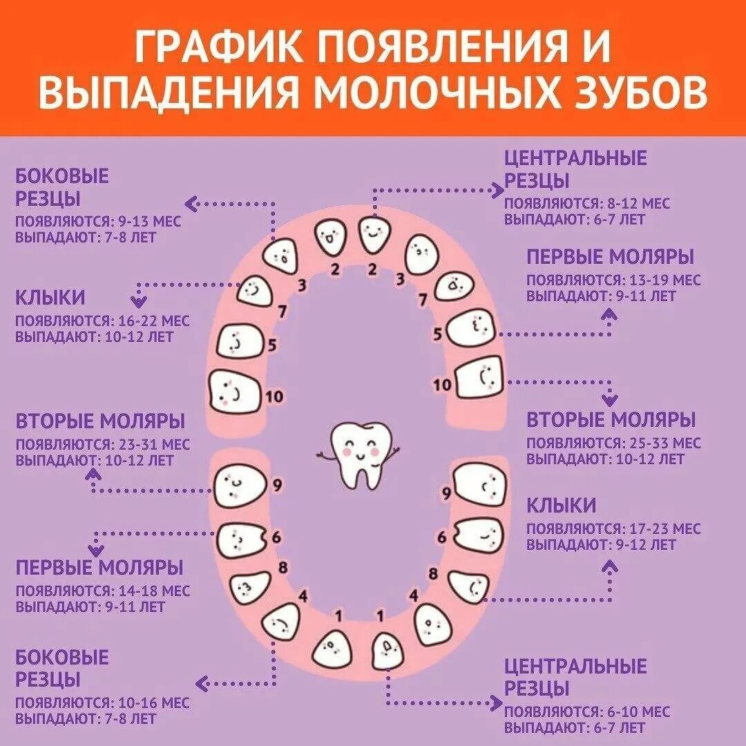 Порядок молочных зубов фото Шпаргалка по прорезыванию молочных зубов New York Dental Center Дзен