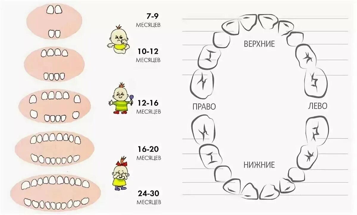 Порядок прорезывание зубов фото Схема появления зубов у малышей