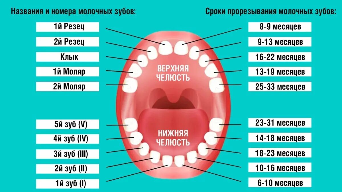 Порядок прорезывание зубов фото Нет зубов у ребенка в 9 месяцев: причины и рекомендации