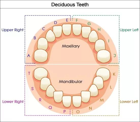 Порядок зубов фото Dental Charts to Help You Understand the Tooth Numbering System Tooth chart, Tee