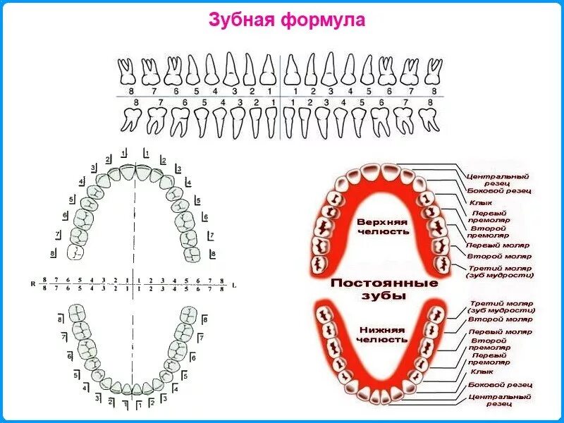 Порядок зубов фото Зубная формула! 8-4-8-12