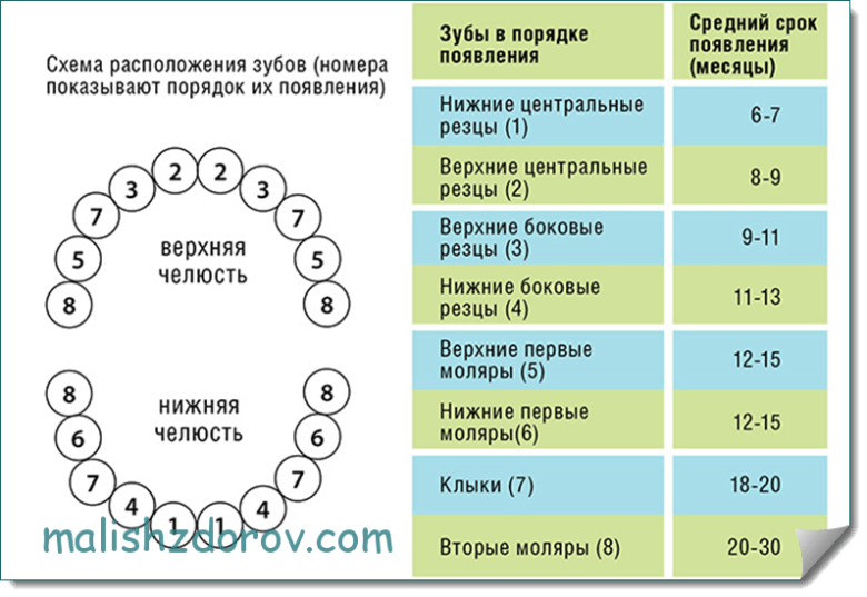 Порядок зубов фото Прорезывание зубов у детей: обзор 5 препаратов и 3 наиболее частых проблем молоч