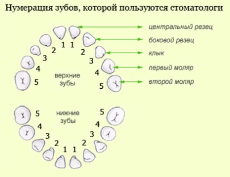 Порядок зубов фото Ответы Mail.ru: 5 6 и 7 это какие зубы? Сегодня врач лечила.