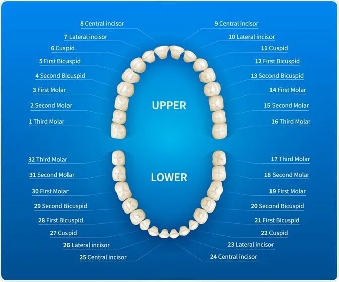 Порядок зубов фото Universal numbering system for teeth Tooth chart, Human mouth, Dental assistant 