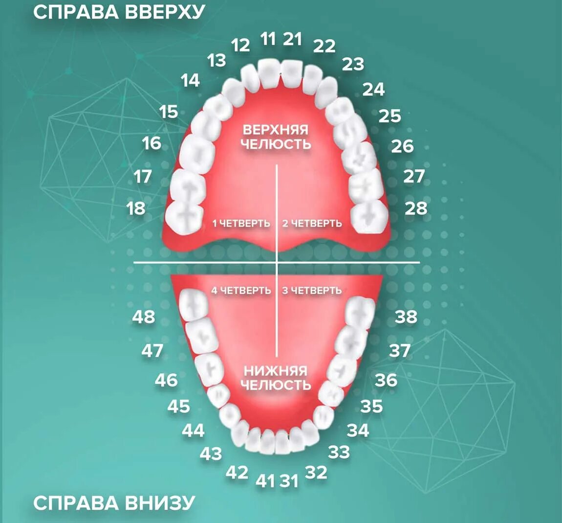 Порядок зубов фото Нумерация зубов у человека - сколько зубов у взрослого человека