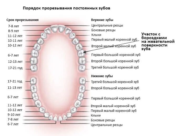 Порядок зубов фото Зубные герметики