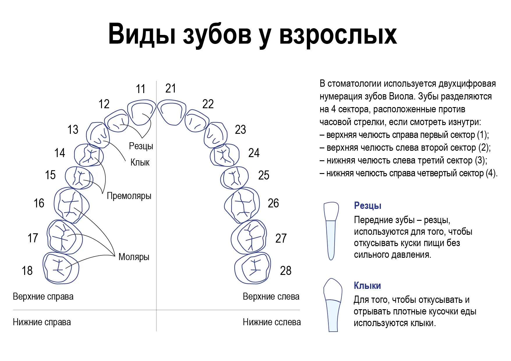 Порядок зубов у взрослых по номерам фото Стоматология номера зубов схема