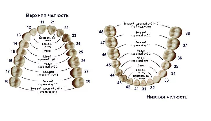 Порядок зубов у взрослых по номерам фото наука стоматология