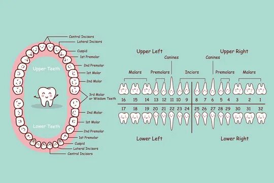 Порядок зубов у взрослых по номерам фото Teeth Diagram Зображення - огляд 5,139 Стокові фото, векторні зображення й відео