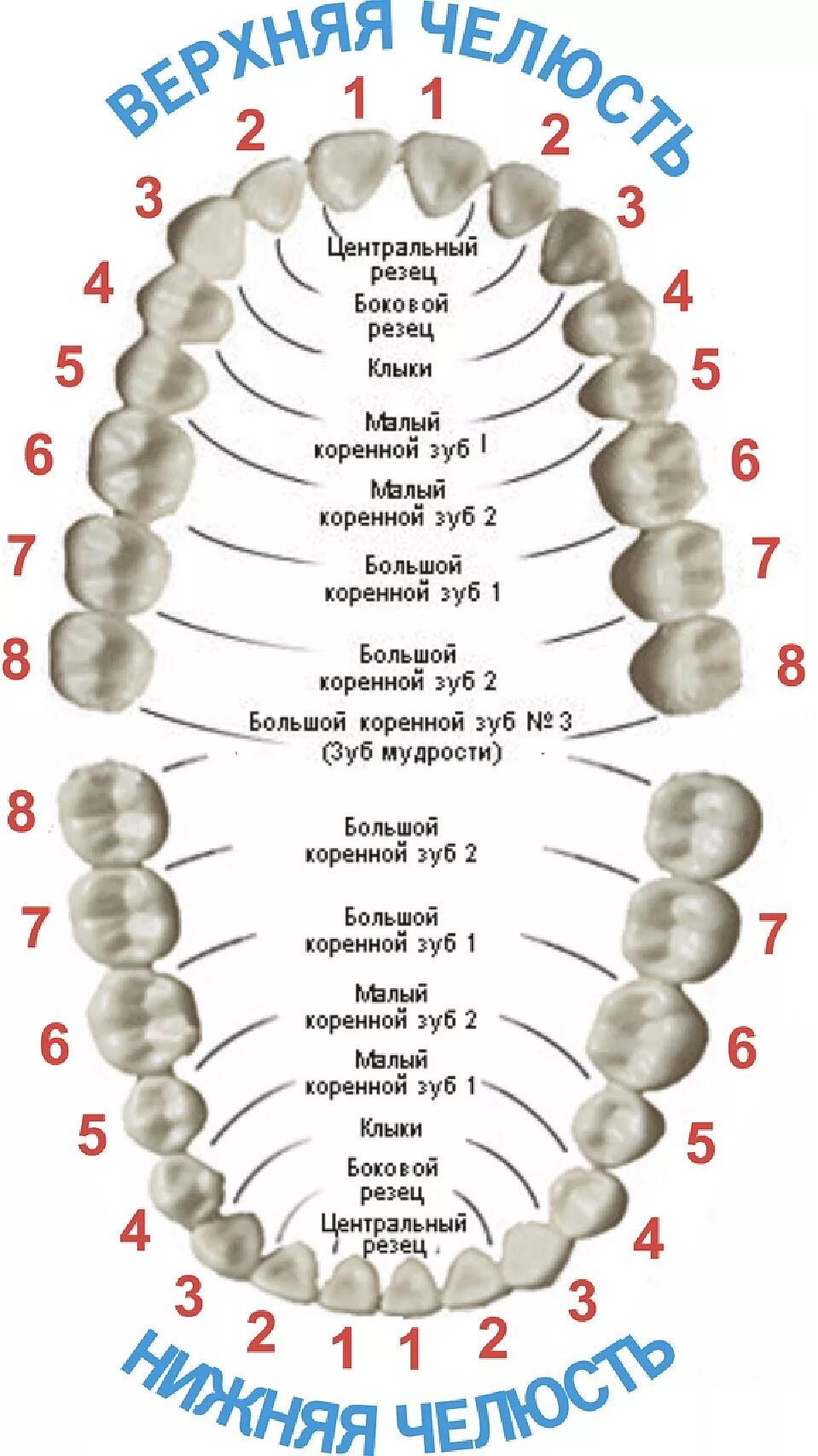 Порядок зубов у взрослых по номерам фото 33 й зуб