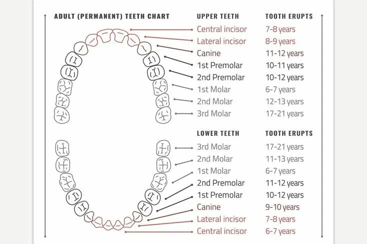 Порядок зубов у взрослых по номерам фото Adult Teeth Chart Tooth chart, Dental facts, Teeth