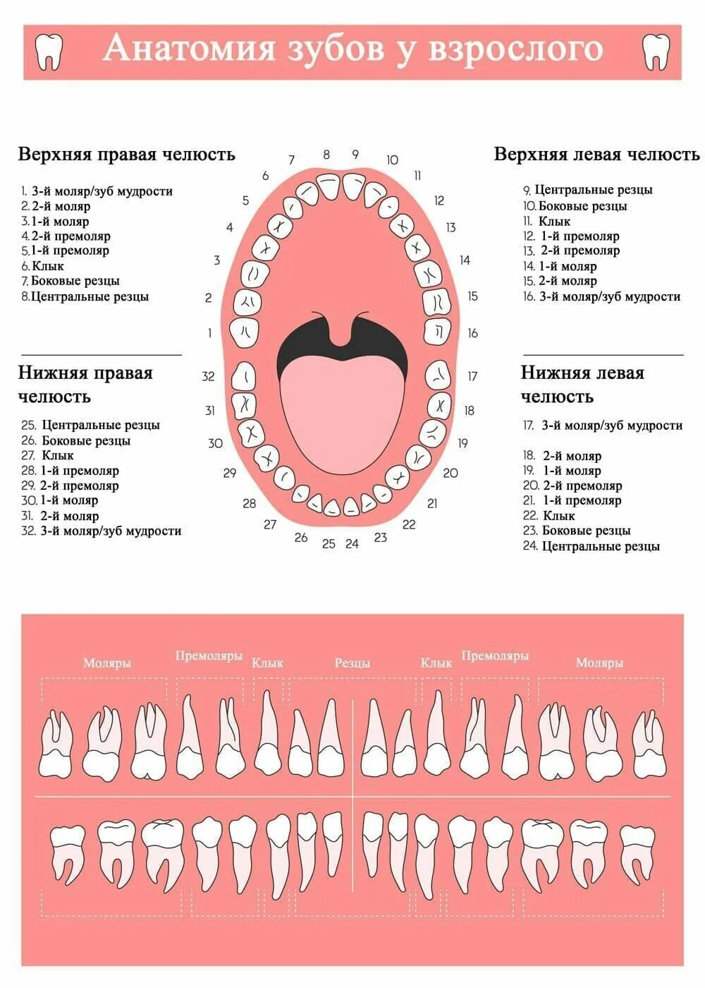 Порядок зубов у взрослых по номерам фото Что значит 3 у стоматологов?" - Яндекс Кью