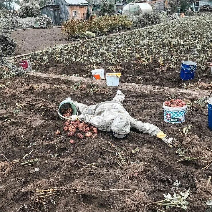 Посадили картошку фото Завтра, на всех огородах страны... Очерки домоседки Дзен