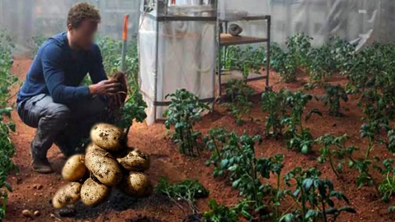 Посадили картошку фото We Can Grow Potatoes On Mars Now! iO Fans Rejoice! - YouTube