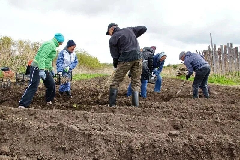 Посадили картошку фото Сажаем полем