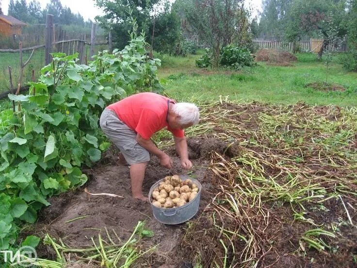 Посадили картошку фото Секрет больших урожаев одного огородника Plants, Garden, Herbs