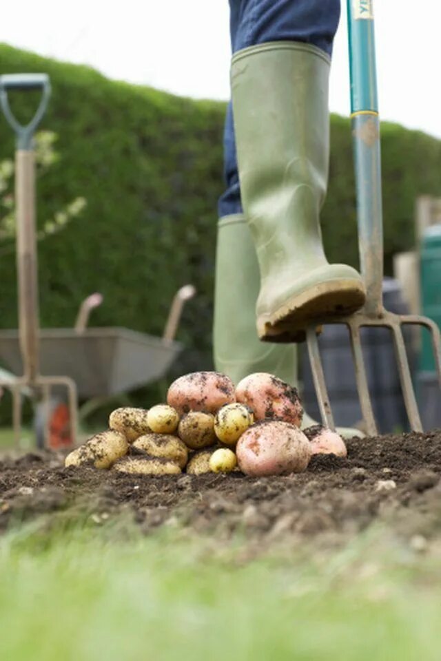 Посадили картошку фото When to Plant Potatoes in Central Florida eHow.com Growing potatoes, When to pla