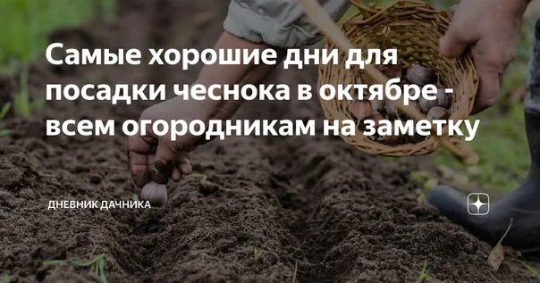 Посадить чеснок осенью по лунному календарю Лунный календарь посадки чеснока под зиму в октябре 2021 года В октябре уже можн