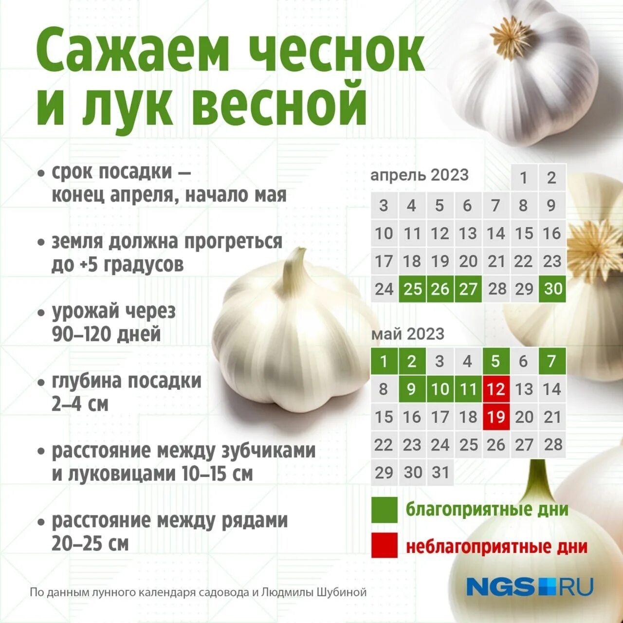 Посадить чеснок осенью по лунному календарю 2024 Кратко о правилах посадки чеснока. Сохраняем себе) #околица 2023 Газета "Сибирск