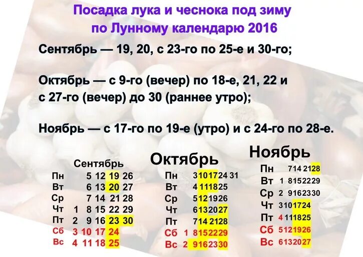 Посадить чеснок осенью по лунному календарю Сажать чеснок по лунному