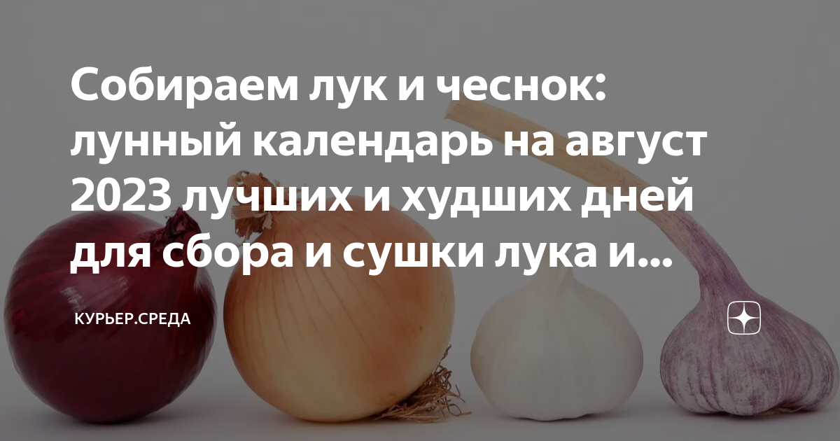 Посадить чеснок по лунному календарю в 2024 Собираем лук и чеснок: лунный календарь на август 2023 лучших и худших дней для 