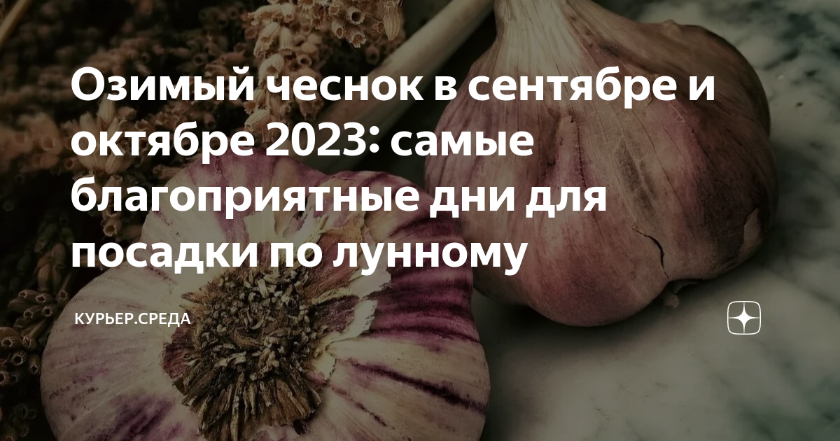 Посадить чеснок по лунному календарю в 2024 Озимый чеснок в сентябре и октябре 2023: самые благоприятные дни для посадки по 