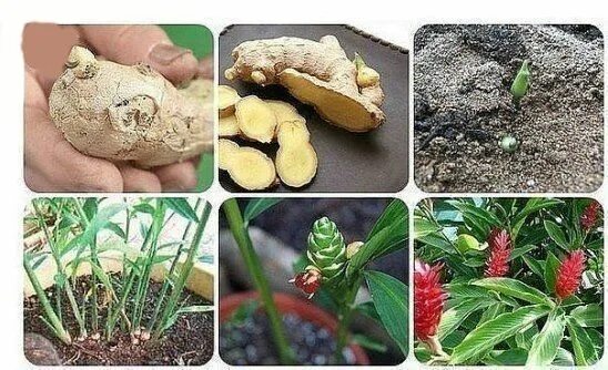 Посадить имбирь в домашних условиях фото Как выращивать имбирь дома Growing ginger, Cooking recipes, Cooking