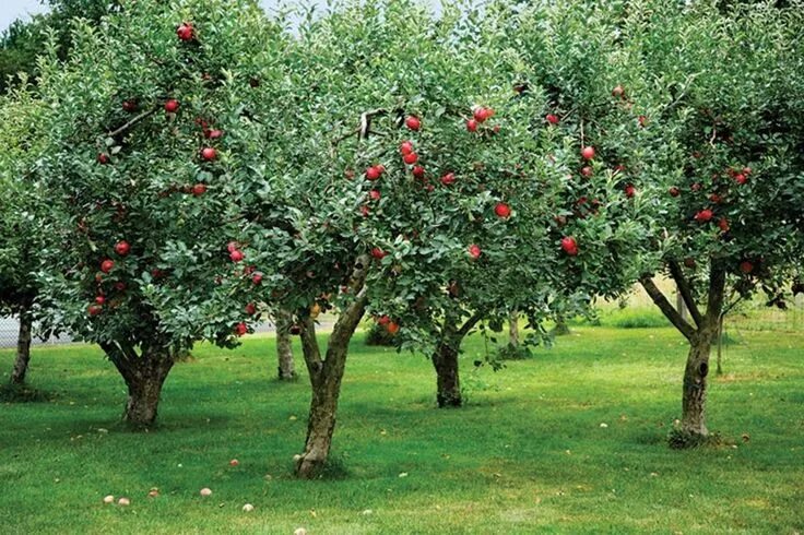 Посадить сад фото Page not found Tree garden design, Orchard garden, Apple tree gardening