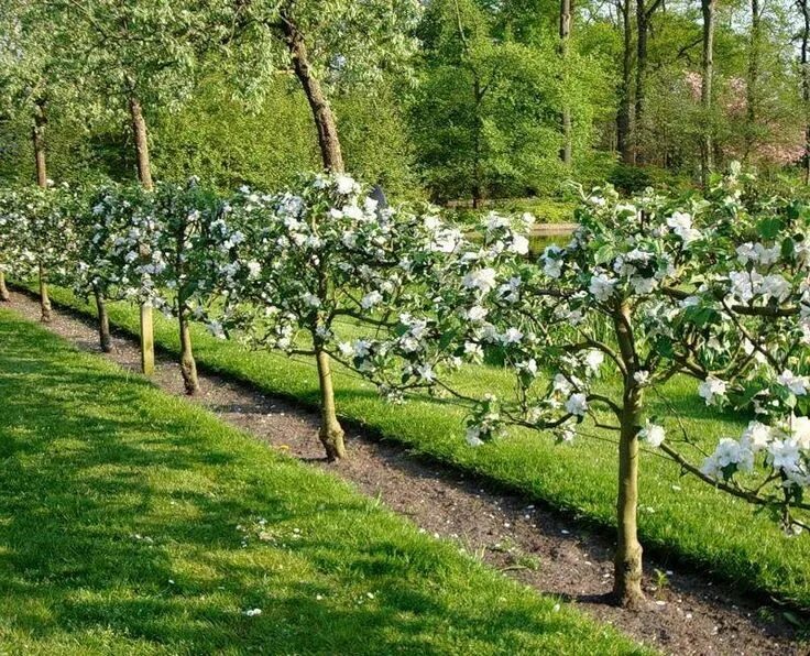 Посадить сад фото Pin by Elisabeth on Spalierobst in 2024 Fruit tree garden, Vegetable garden desi