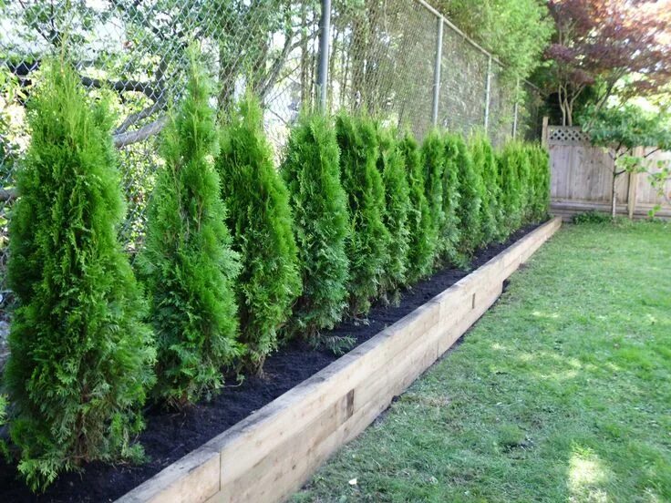 Посадить туи на участке фото The Benefits of Planting Red Cedar Trees Fence landscaping, Privacy fence landsc