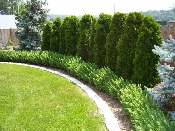 Посадить туи на участке фото Landscape Edging. Good idea for the backyard along the wall Landscaping along fe