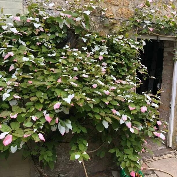 Посадка актинидии фото Actinidia kolomikta Kiwi Vine Plants for Sale, UK Grown Ashridge