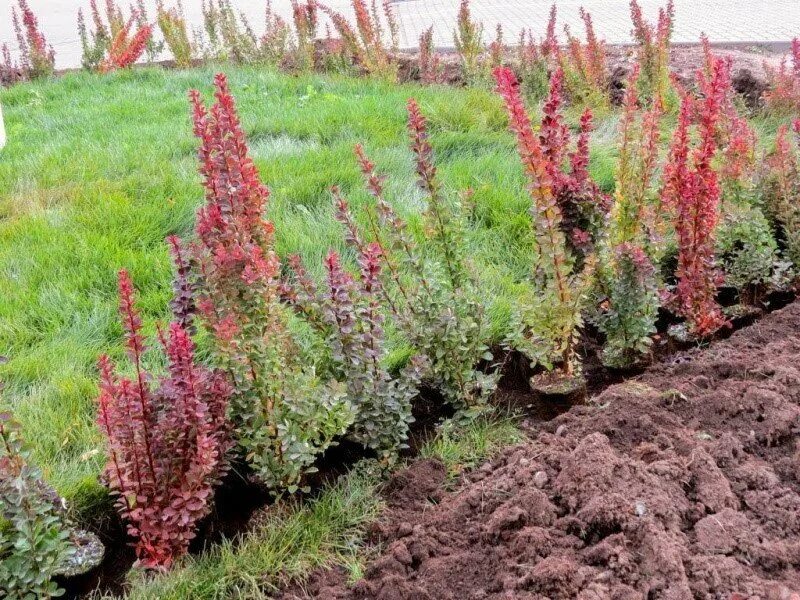 Посадка барбариса фото Сложно ли вырастить самый декоративный кустарник барбарис Тунберга Glav-Dacha.ru