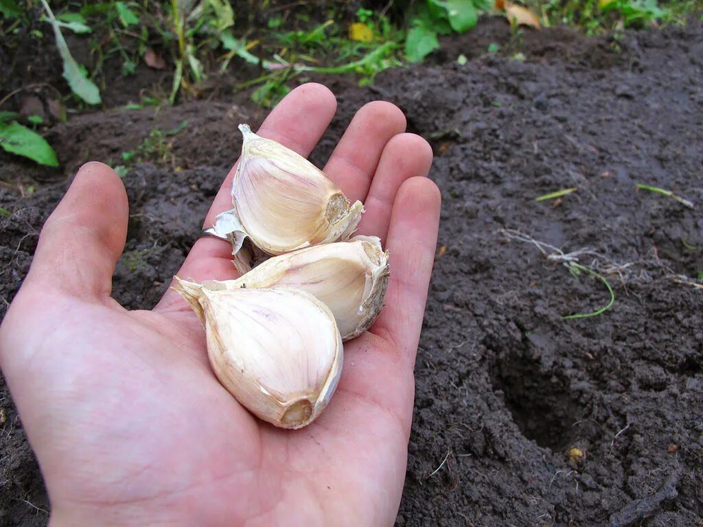 Посадка чеснока головками под зиму результат фото In two weeks we strew with humus: how to plant garlic that it was large Society 