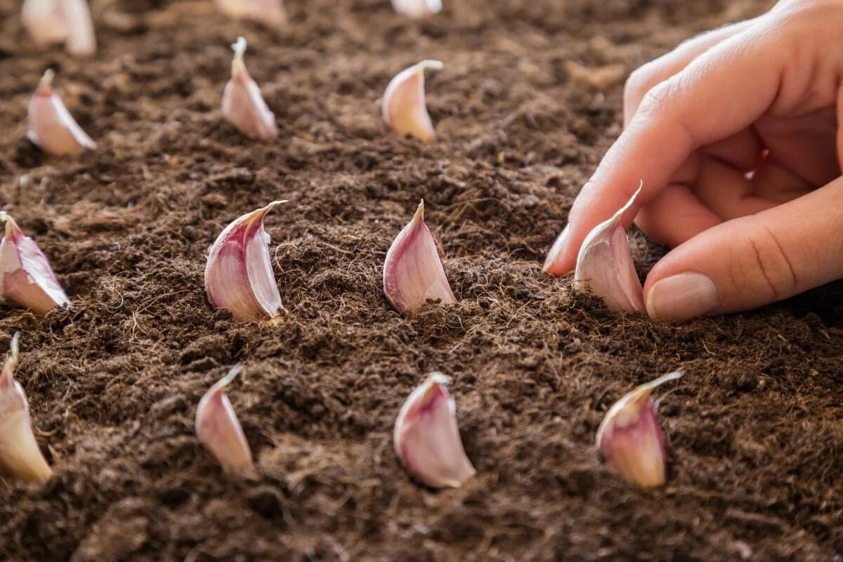 Посадка чеснока головками под зиму результат фото Growing Garlic from Cloves in 3 Easy Steps! - My Homestead Life in 2023 Growing 