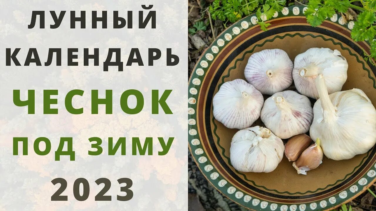 Посадка чеснока лунный календарь 2023 ОЗИМЫЙ ЧЕСНОК: Сроки посадки под зиму по лунному календарю 2023: ОКТЯБРЬ, НОЯБРЬ