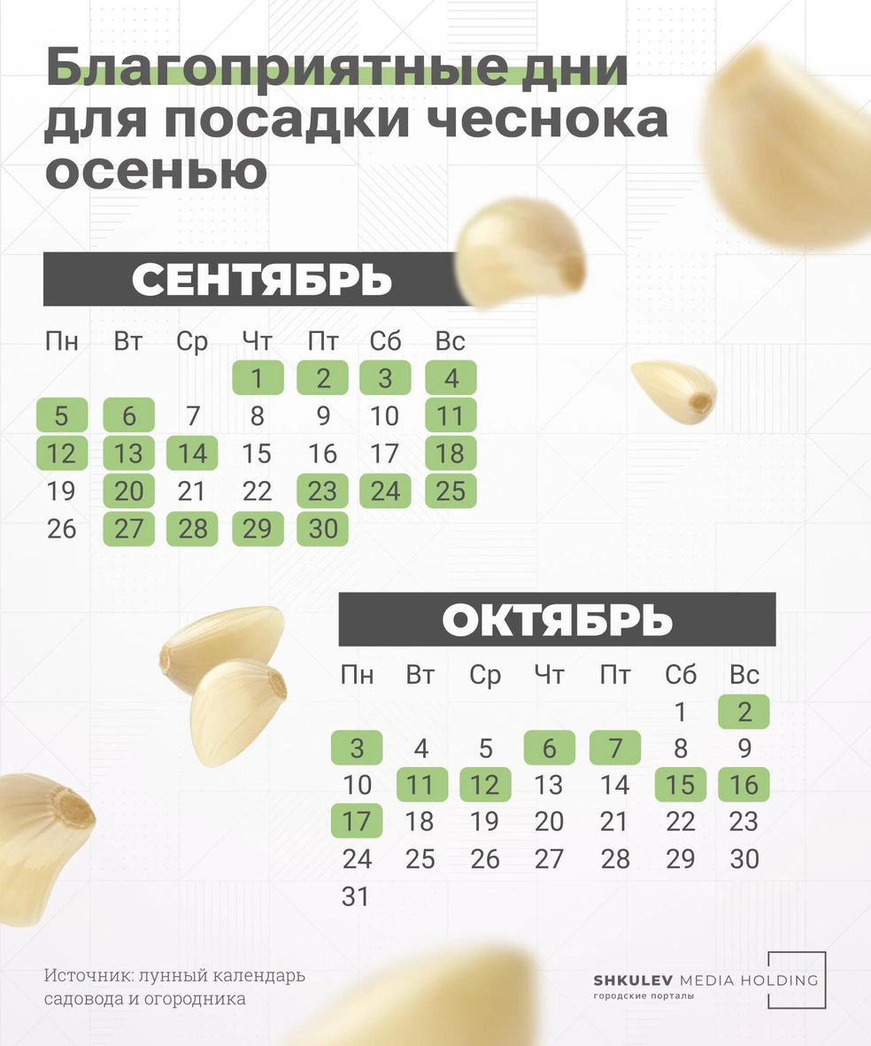 Посадка чеснока лунный календарь 2023 Когда сажать чеснок осенью 2022 - 10 сентября 2022 - Е1.ру