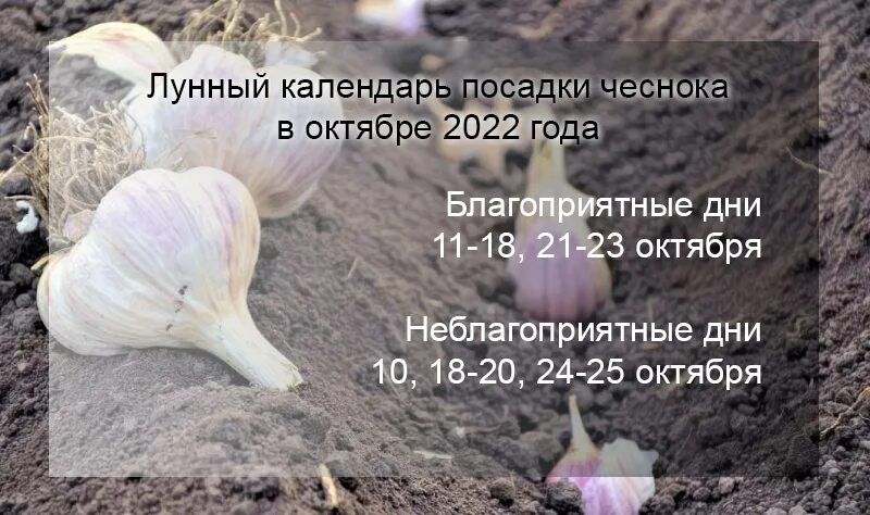 Посадка чеснока на зиму 2024 лунный календарь Как обработать озимый чеснок перед посадкой и когда его высаживать. Лунный кален