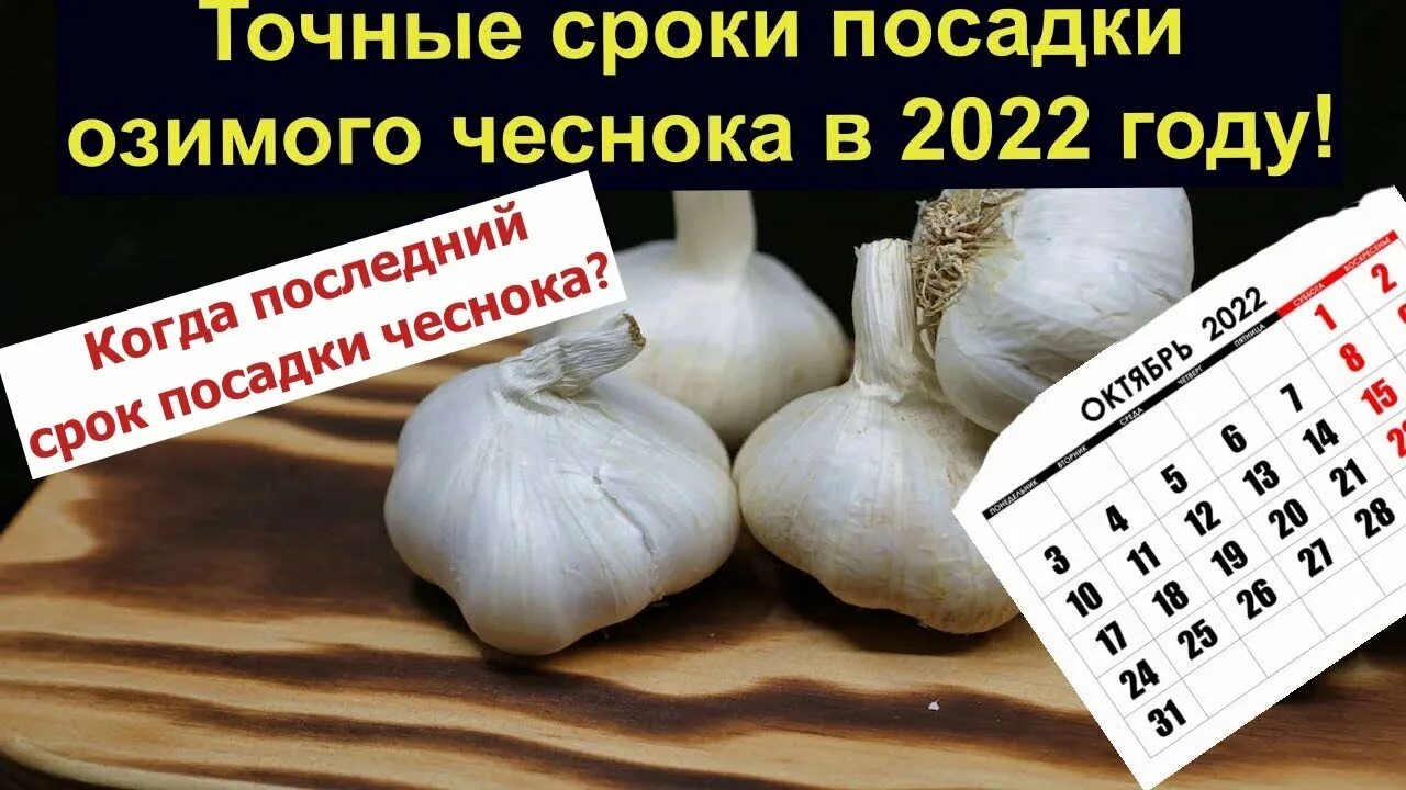 Посадка чеснока на зиму 2024 лунный календарь Когда последний срок посадки чеснока? Точные сроки посадки озимого чеснока в 202