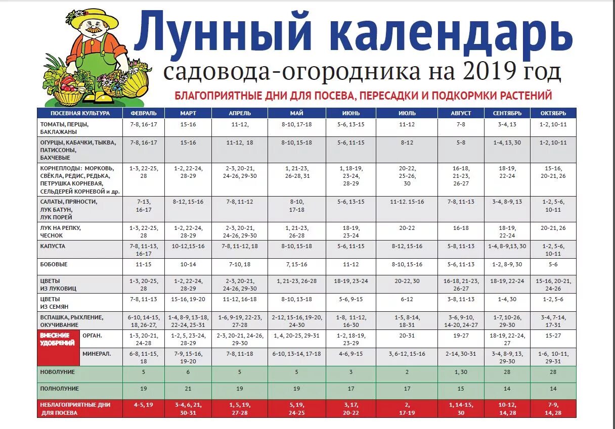 Посадка чеснока на зиму 2024 лунный календарь Посадочные дни чеснока под зиму