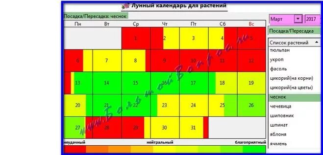 Посадка чеснока осенью 2024 лунный календарь Уборка озимого чеснока по лунному календарю: найдено 78 картинок