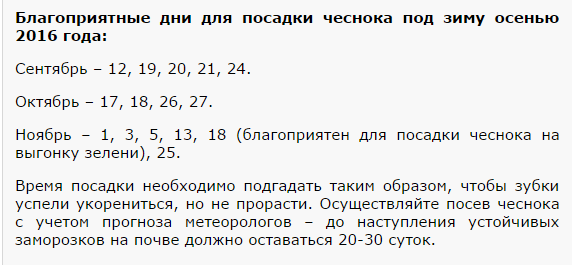 Посадка чеснока осенью 2024г по лунному календарю Когда сажать чеснок под зиму в 2016 году по Лунному календарю?